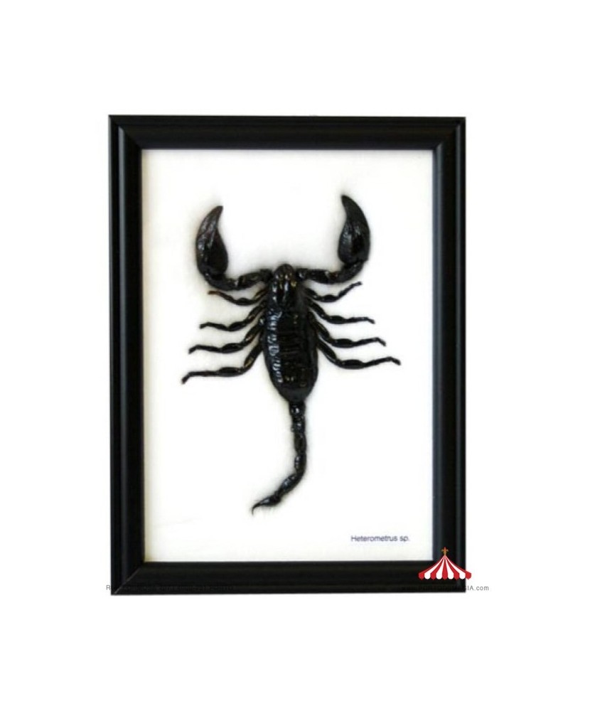Scorpio Frame